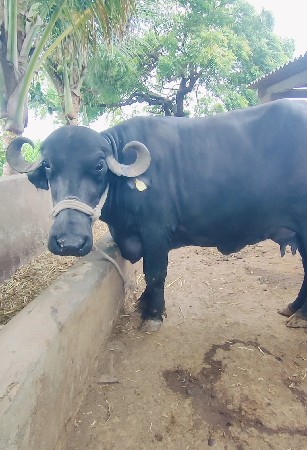 ભેંસ વેચવાની છે