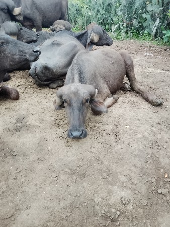 3 પાડી વેચવાની છે