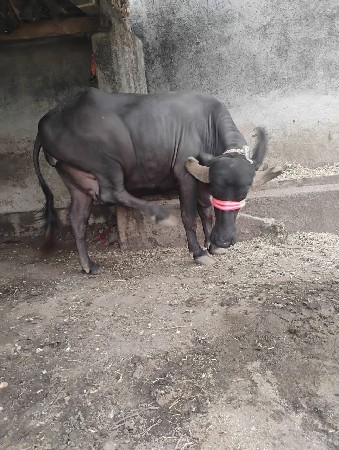 ભેંસ વેચવાની છે