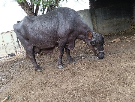 નાગજીભાઈ
6352416106