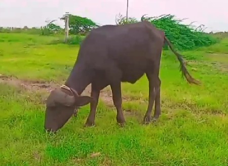 એક ખડેલી ને એક પાડી વેચવાની છે