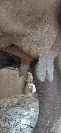 ભેસ વેચવા ની શે