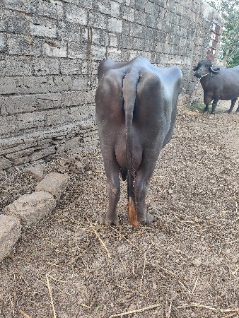 ભેંસ વેચવાની સે