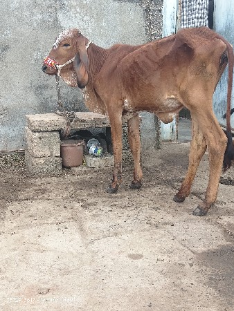 ગીર હોડકી વેચવાની છે