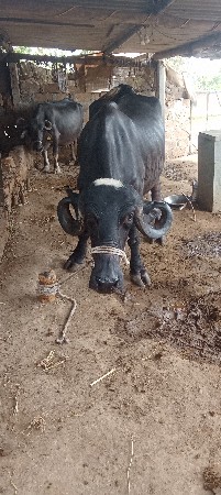 વેચવાનું છે