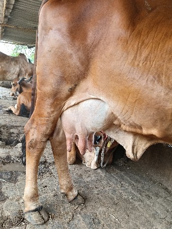 ગિર ગાય વેચવાની છે