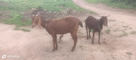પ્લોટ વિસ્તાર મંગળવાર પાસે