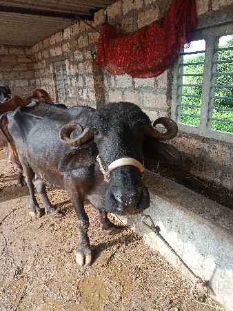 ભેંસ વેચવાની છે