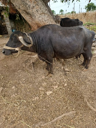 ભેસ વેસવાની છે 
૧૫ દિવસ ની કાસી