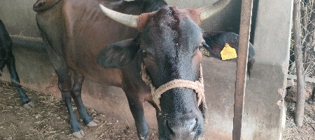 ઓડકી
