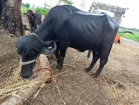 ૧ વેતર