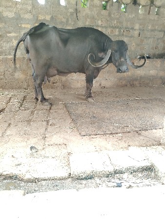 ભેંસ વેચવાની છે