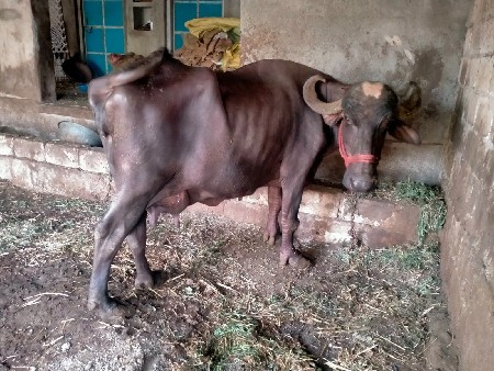 ભેંસ