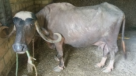 સતીષ સુડાચમા ,,મો,9328834002