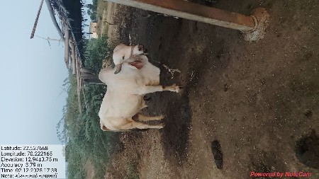 બીજો વાળો કૌલો