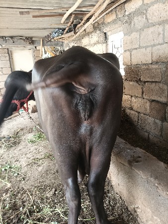 બીજા વતનની ભેંસ