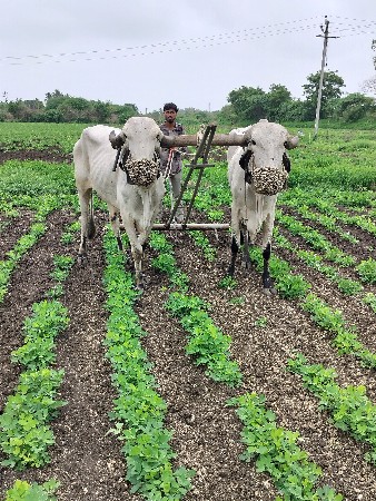 ગોઢલા વેચવાના છે