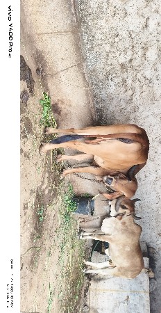 ગીર ગાય વેચવા ની છે