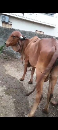 ગાય વેચવાની છે