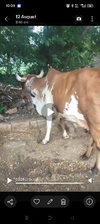 ગાય વેચવાની છે