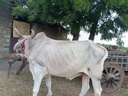 બળદ વેંચવાનો છે