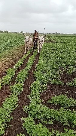 બળદ વેચવાના છે