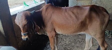 ગીર વાસડી વેચવાની છે.