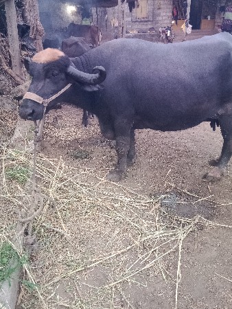 ભેંસ વેસવાનિસે