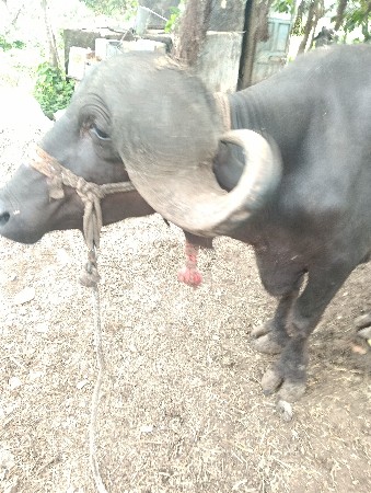 પડો