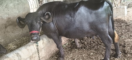 ભેંસ વેચવાની છે