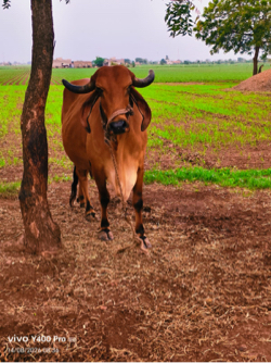 ગિર ગાય વેચવાની છે