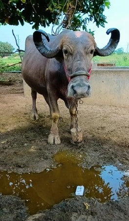 ભેસ