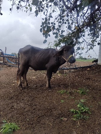 ખડેલા વેચવાનાછે