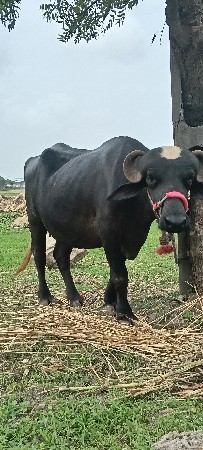 ગાભણાં ખડેલા લેવાના છે