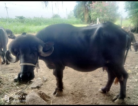 ભેંસ વેચવા ની છે