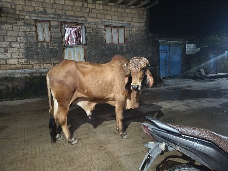 ખુટ
