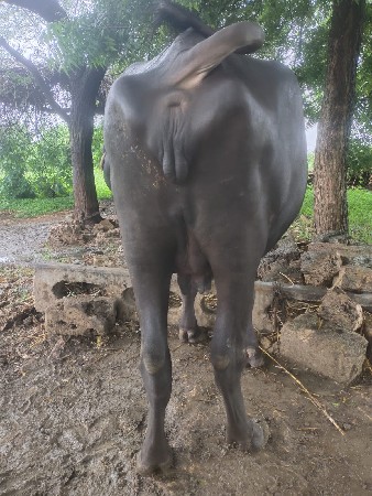 અખંડ ખડેલી