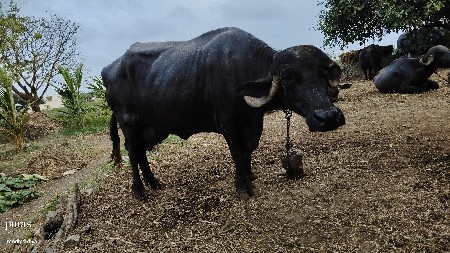 3 vetar vayanal se