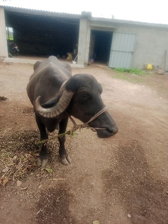 ભેંસ વેચવાની છે