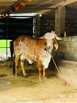 ગીર ગાય બીજું વેતર વ્યાસે