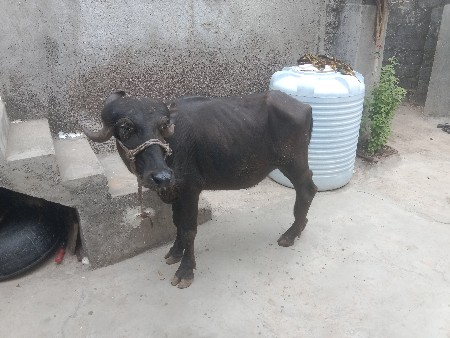 ખડેલી વેચવાનું છે