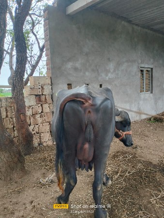 ભેંશ વેચવાની છે