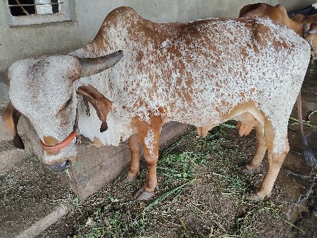 ગીર ગાય