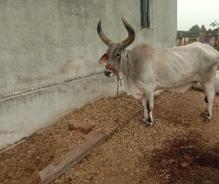 આ બળદ વેચવાનો છે