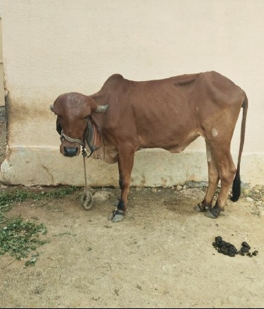 ગીર વાછડી છે