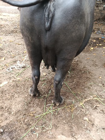 ત્રીજું વેતર