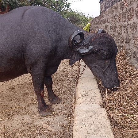 ખડેલી ભેસ વેચવાની છે