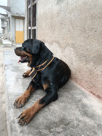 રોટવીલર કુતરી