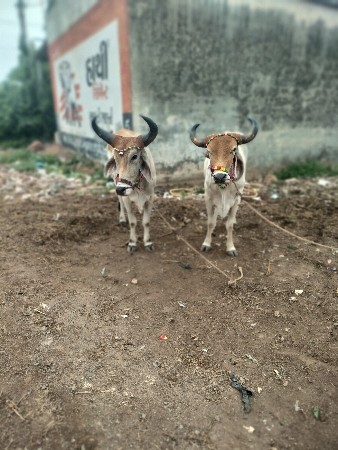 શિવ સાહેબ