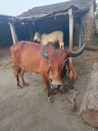 દેસી.  ગાય